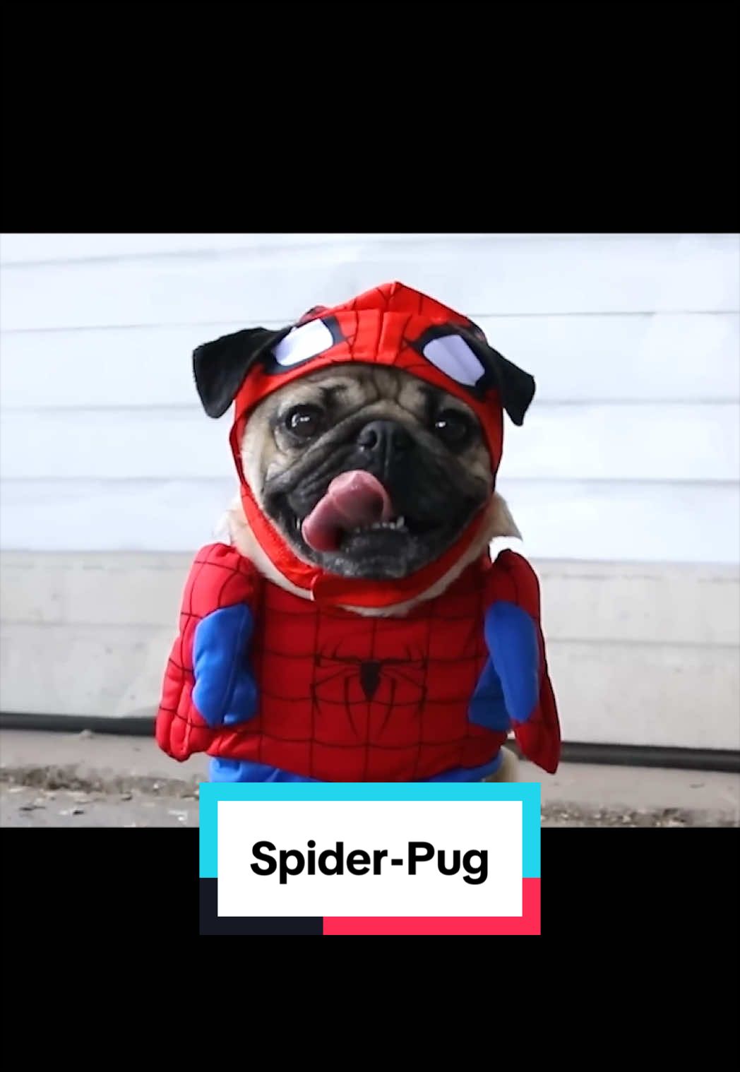 Nostalgia coming your way! Who | Doug The Pug (@dougthepug)