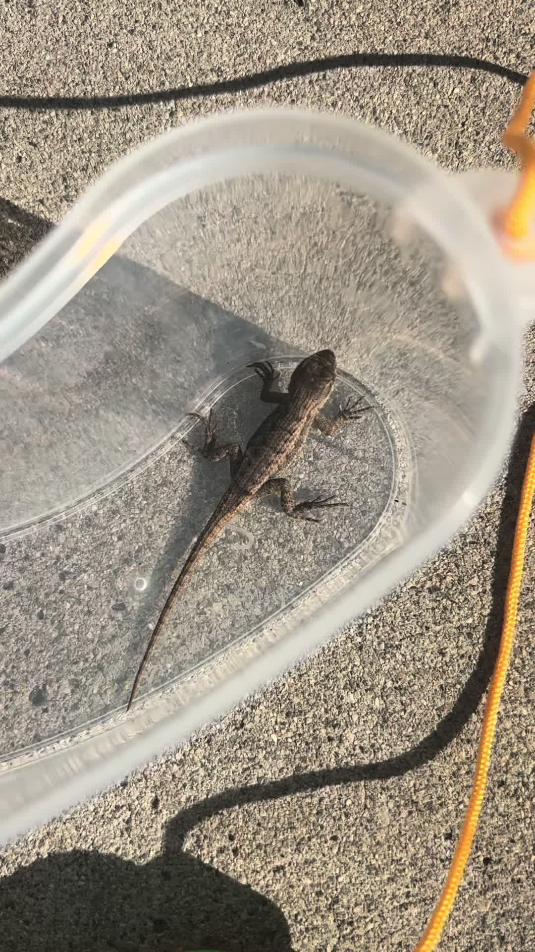 @reptileguyat