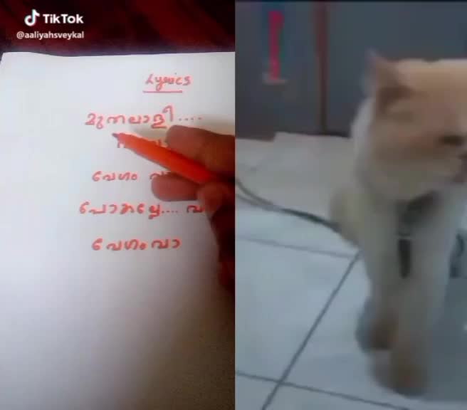 @chippymuthbaabie