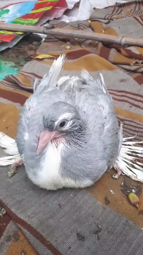 @مرشد جون ایلیا