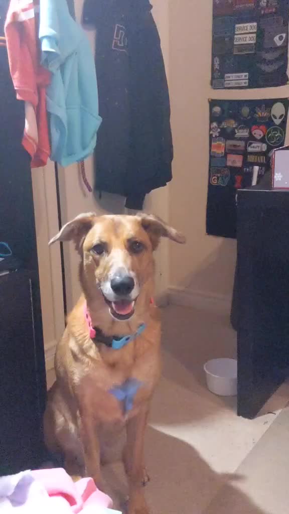 @vaguely.coonhounds