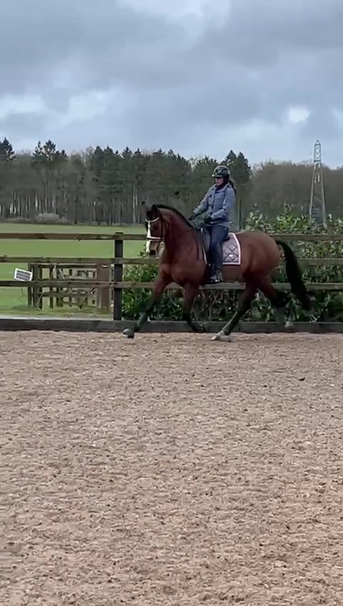 @A_G_Dressage
