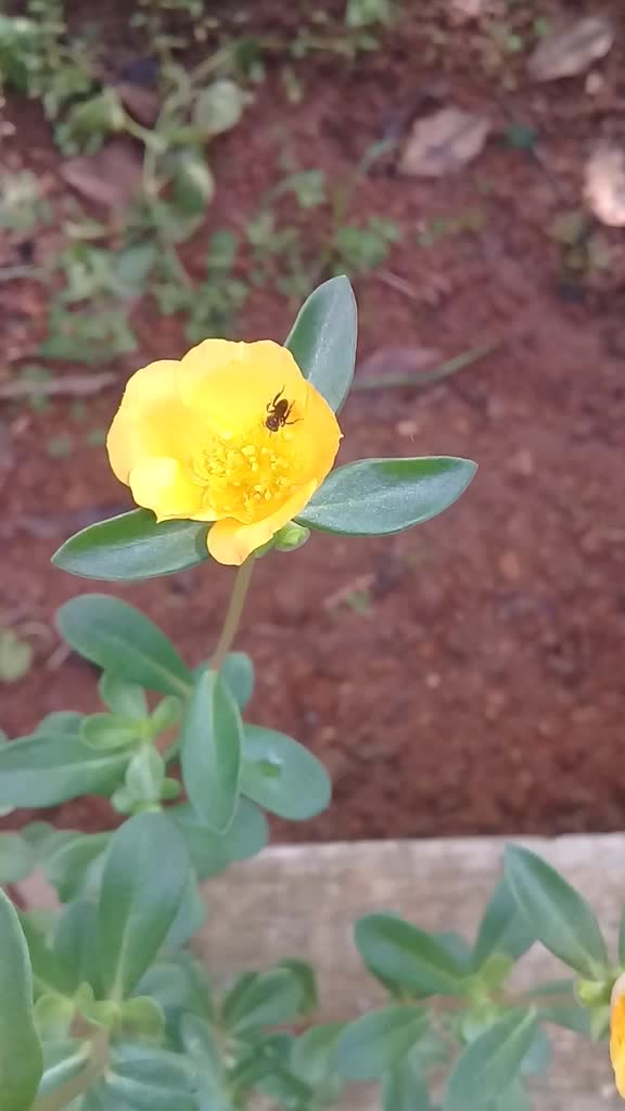 @kottayamkaran