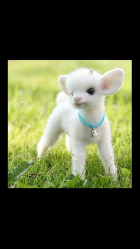 @❤Animals❤