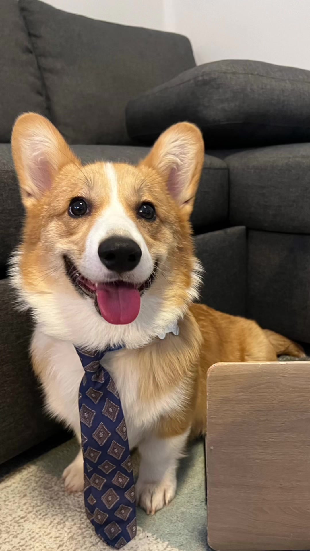 @Monty the Pembroke Welsh Corgi