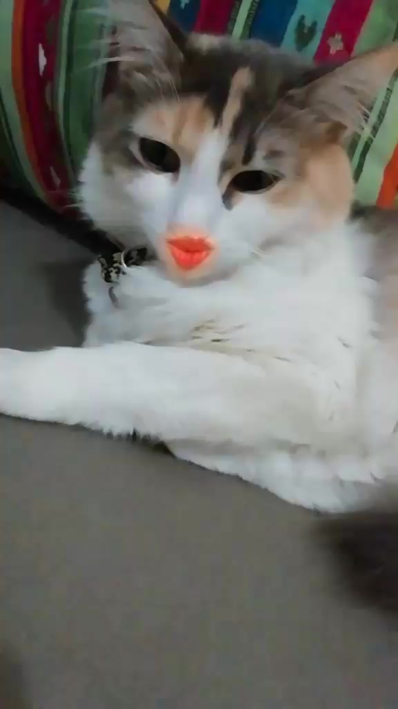 @kubraaharun