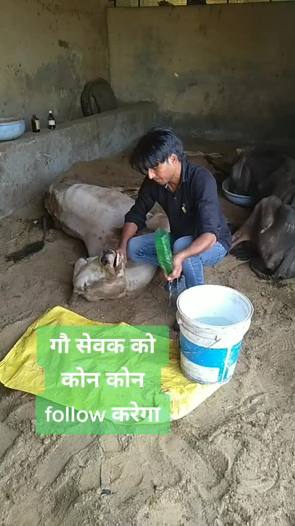 @sainiajeet390