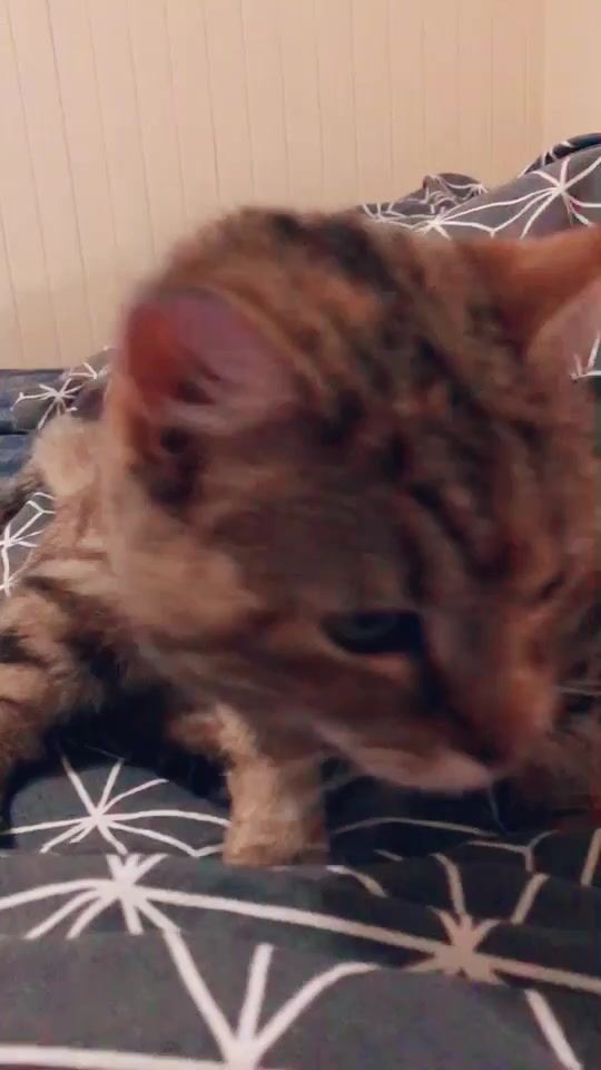@Kitty02 🐈 🇳🇴