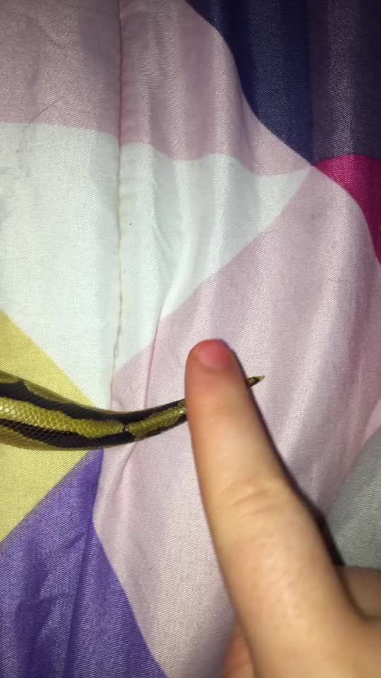 @Amber Dorsey