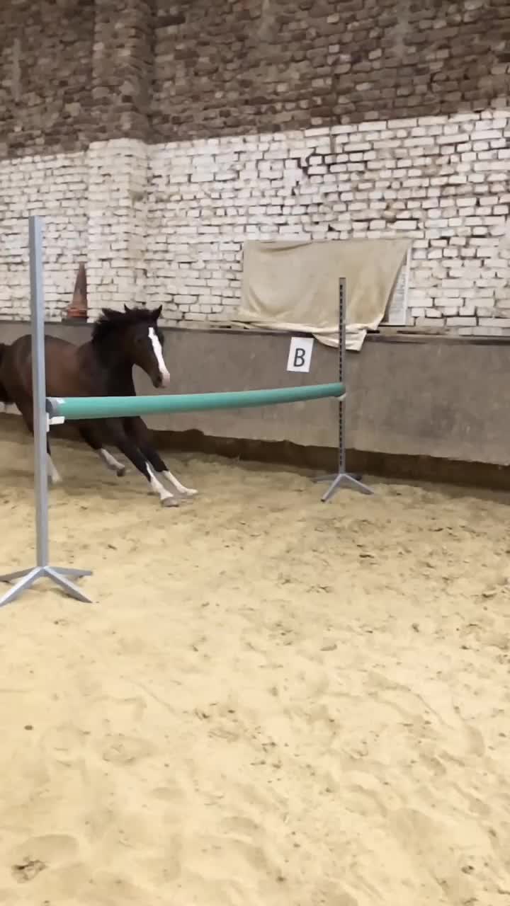 @Dressurpony🐴