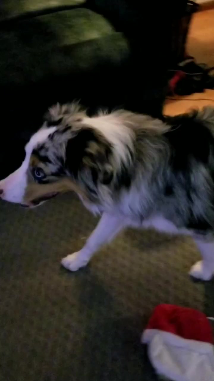 @Jett The Aussie