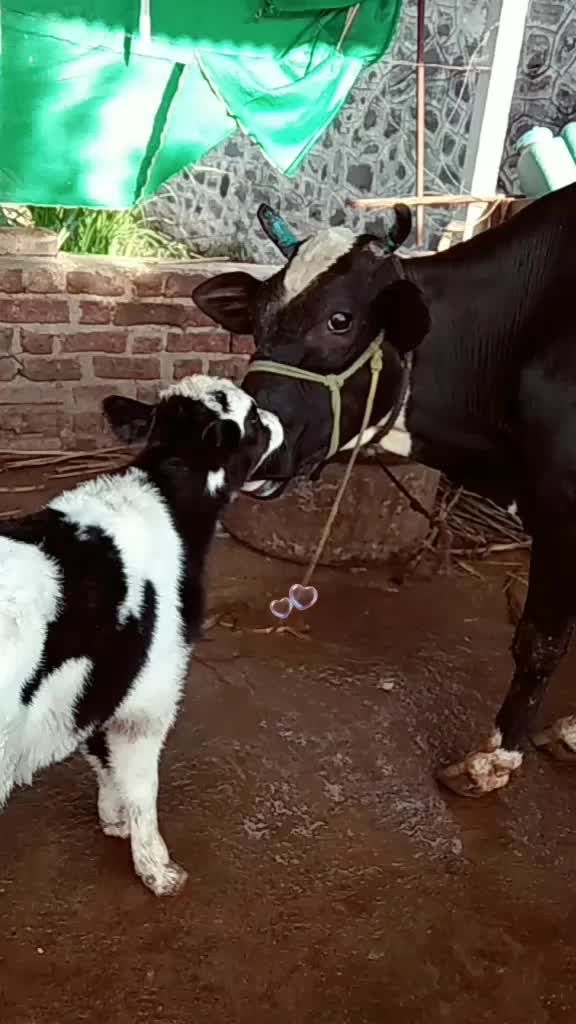 @dipti056553