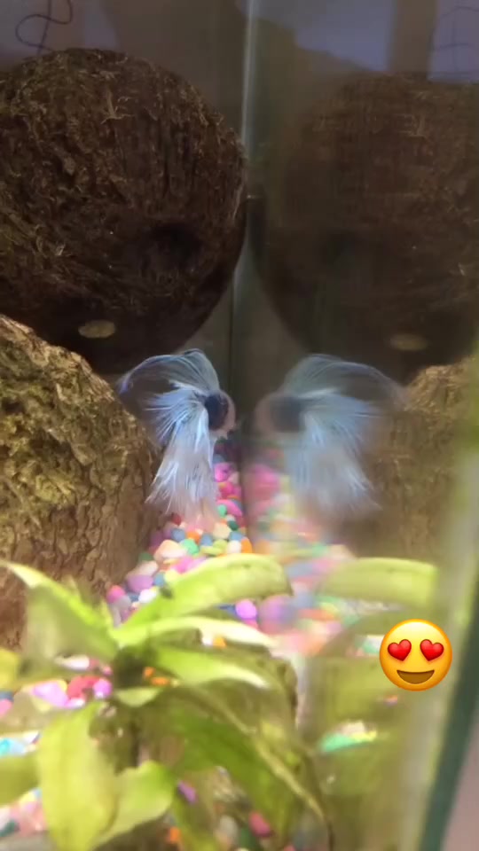 @EclipseTheDoubletail