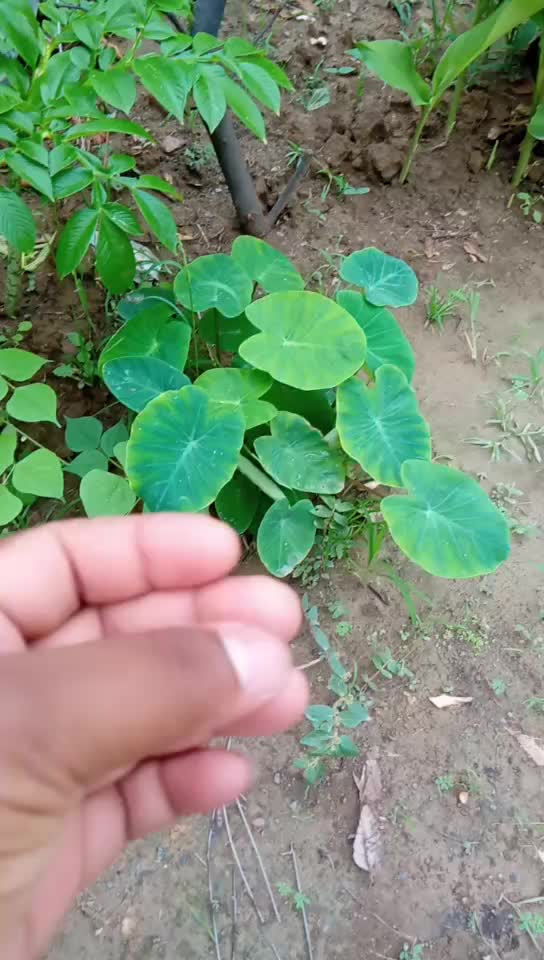 @Sony Nirala