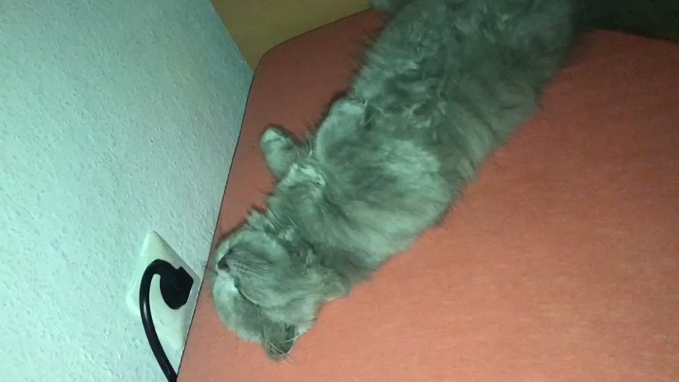 @Lili🐱❤️