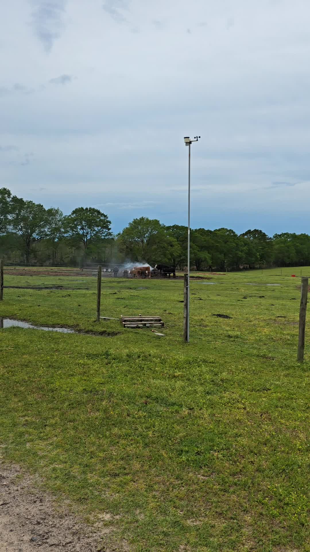 @M.I. CATTLE CO.