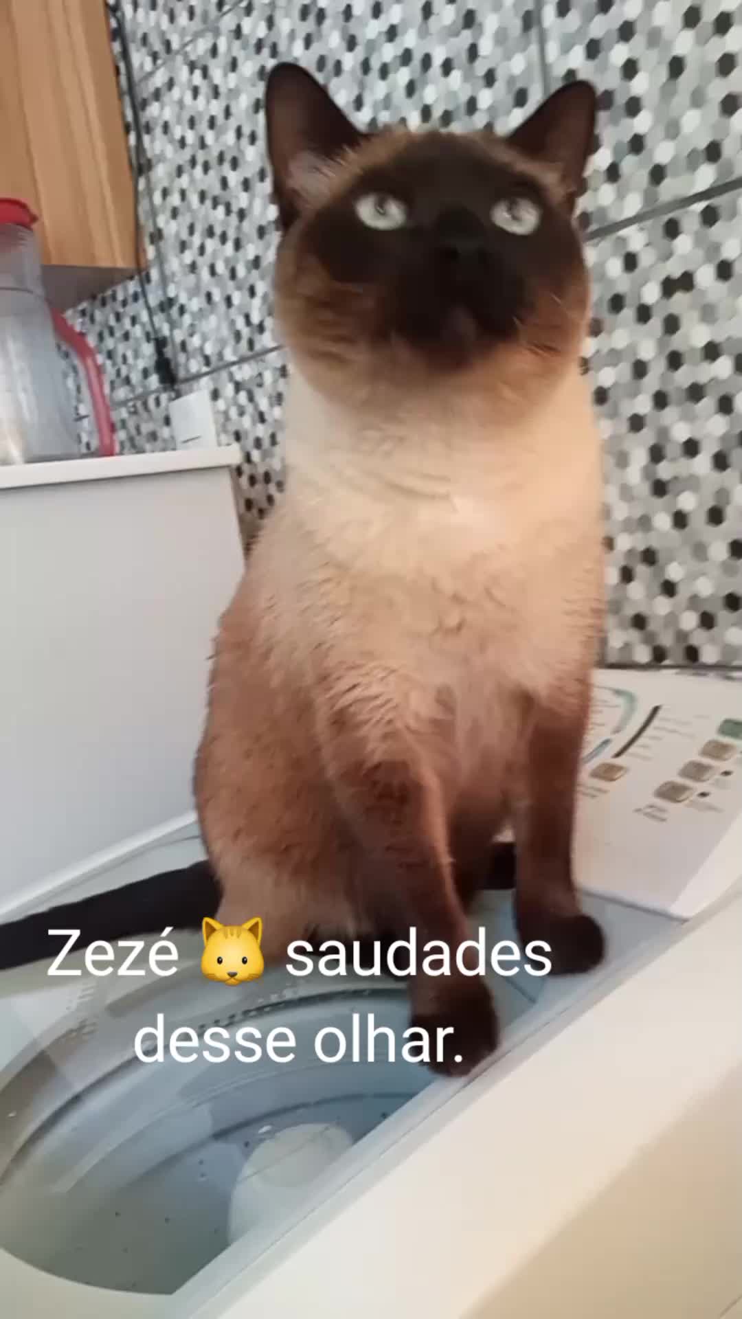 @O GATO ZEZ&Eacute;