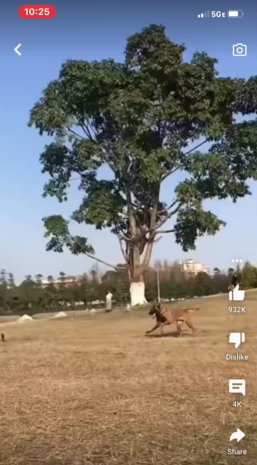 @davincitheamericanpitbull