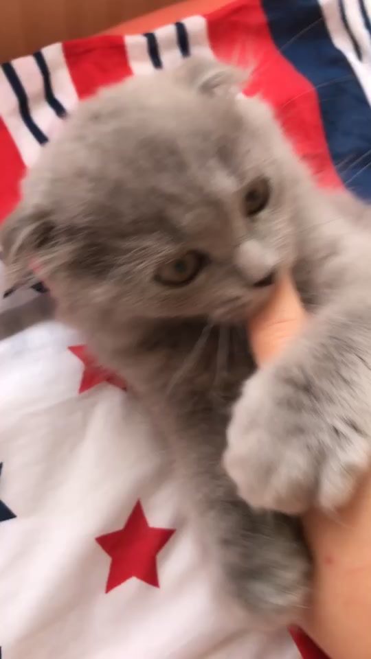 @Lili🐱❤️
