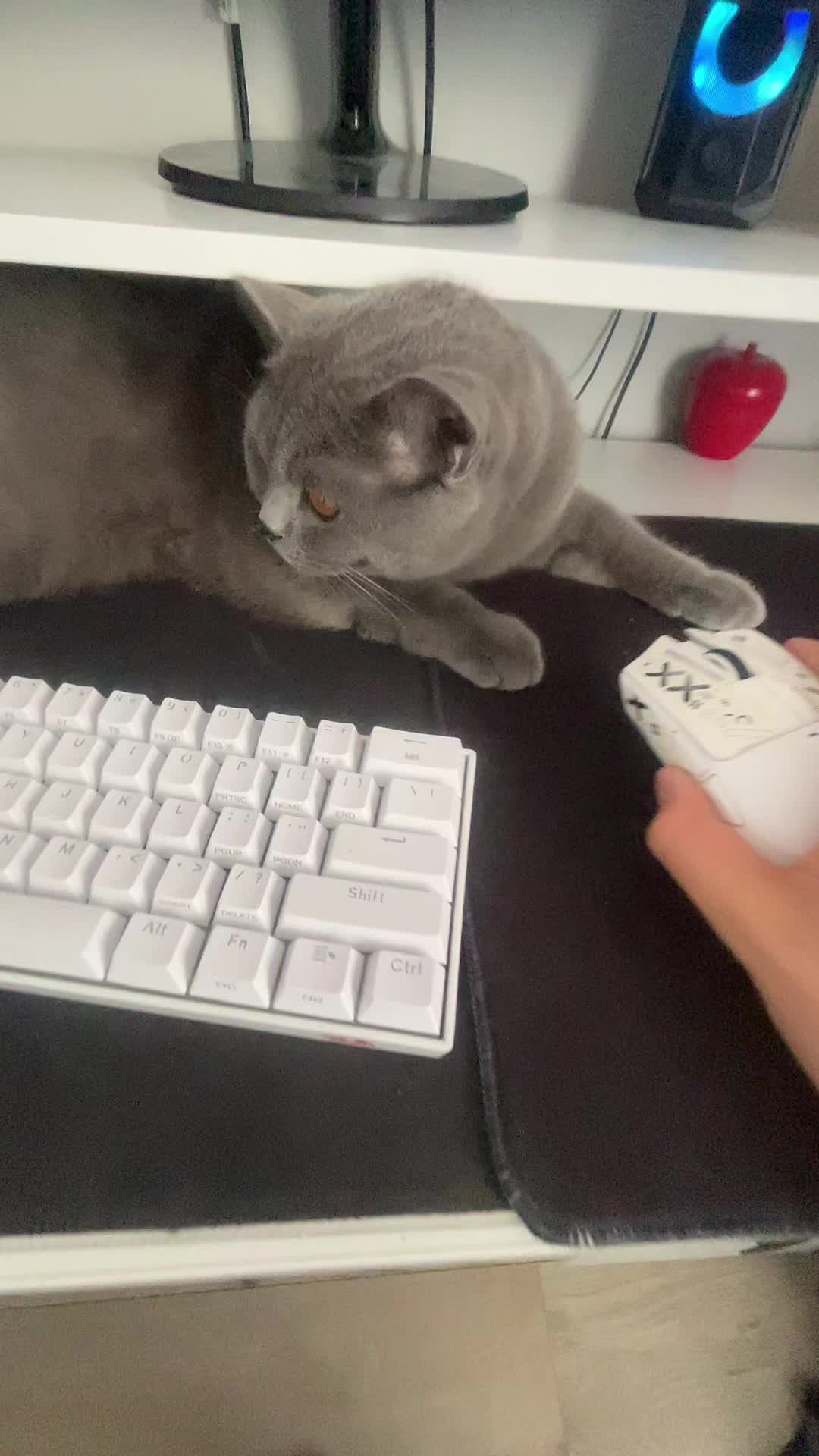 @Grafi🐱