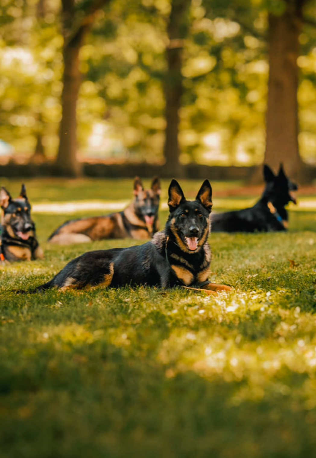 @Protection Dog Sales