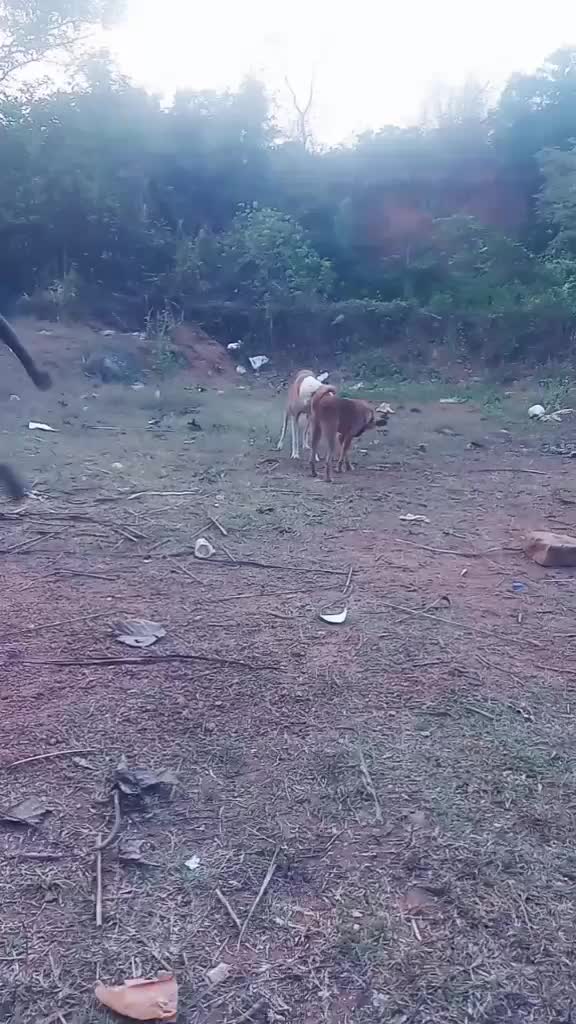 @Saribinu Binu