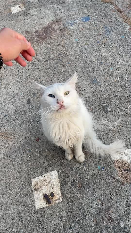 @CuteCat