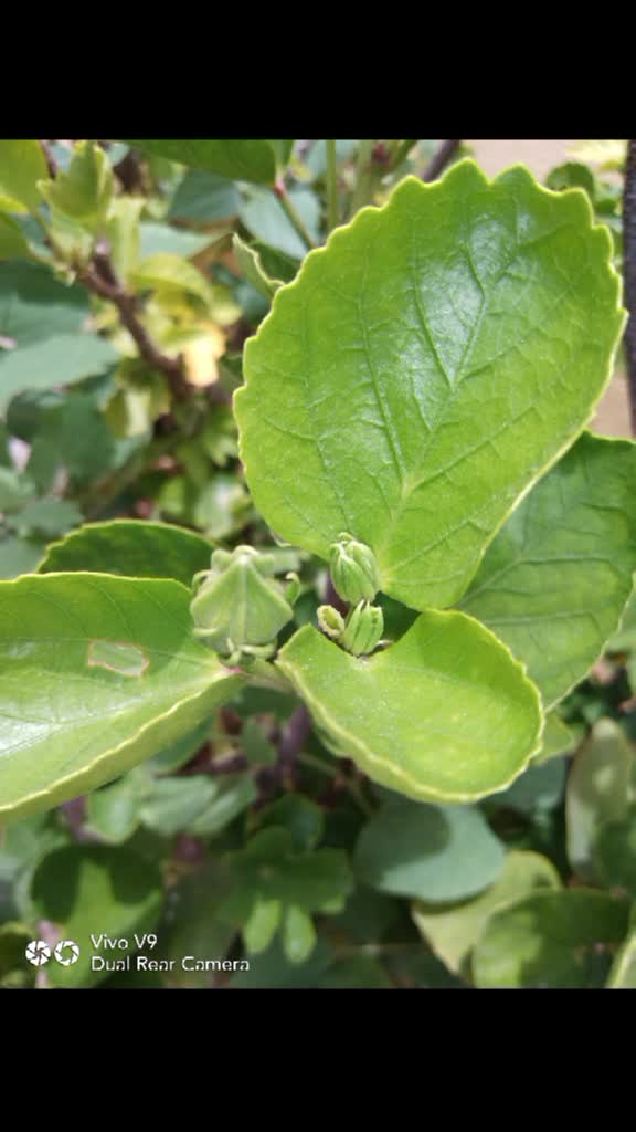 @ರವಿ ಕನ್ನಡಿಗ