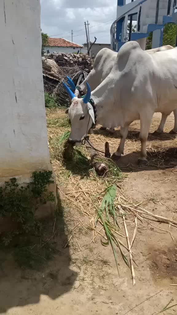 @Sangamesh Sangamesh