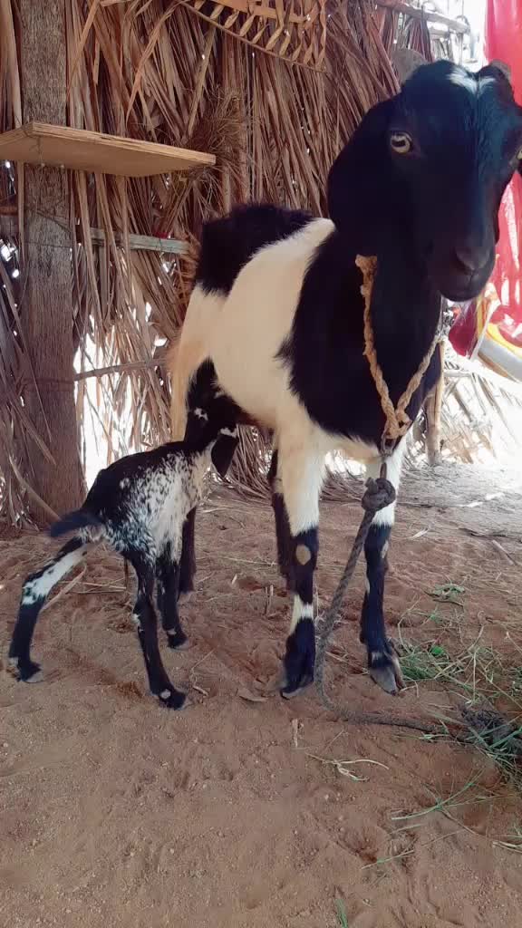 @Sasi Kumar