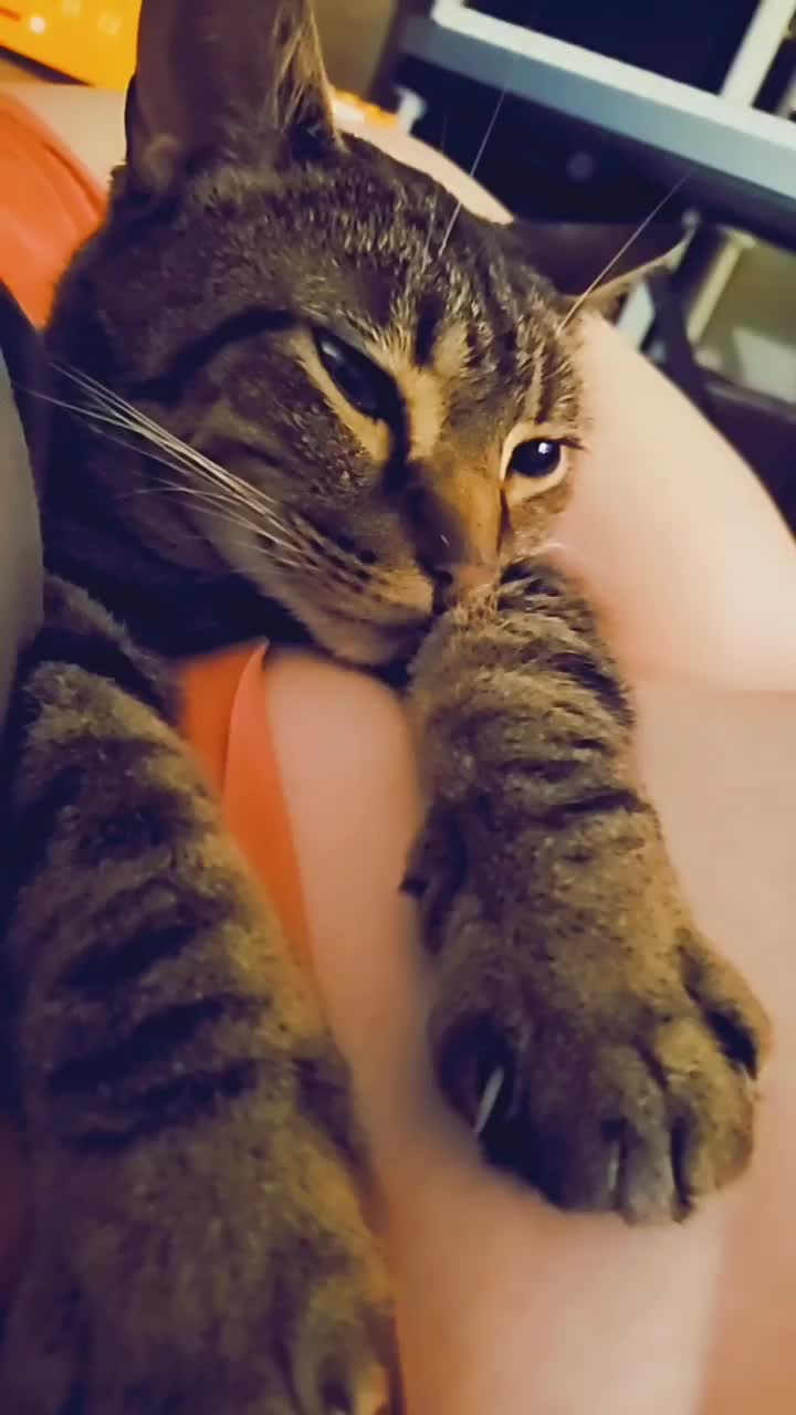 @CrazyCatLady
