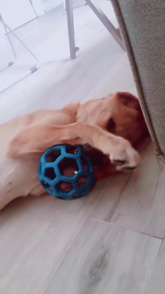 @Xena the dog