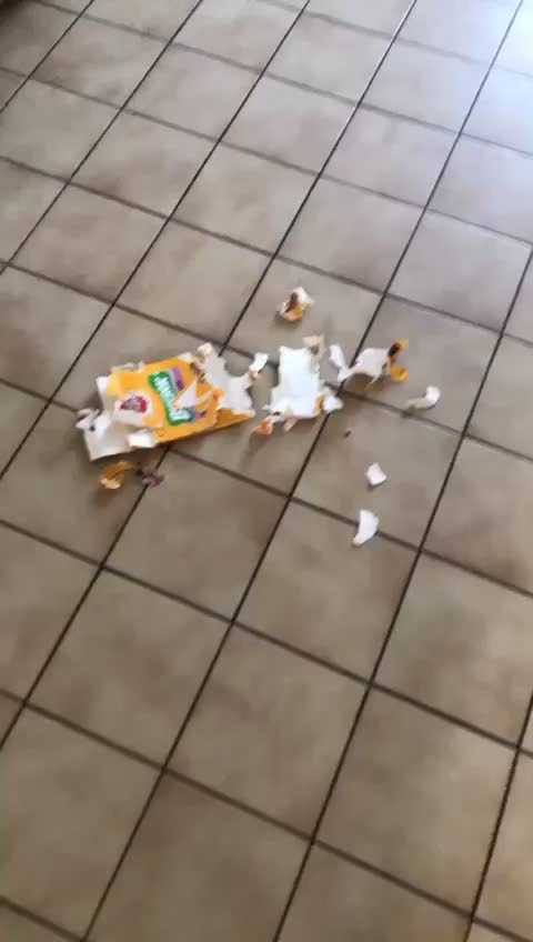 @Olaf le basset hound 🐾