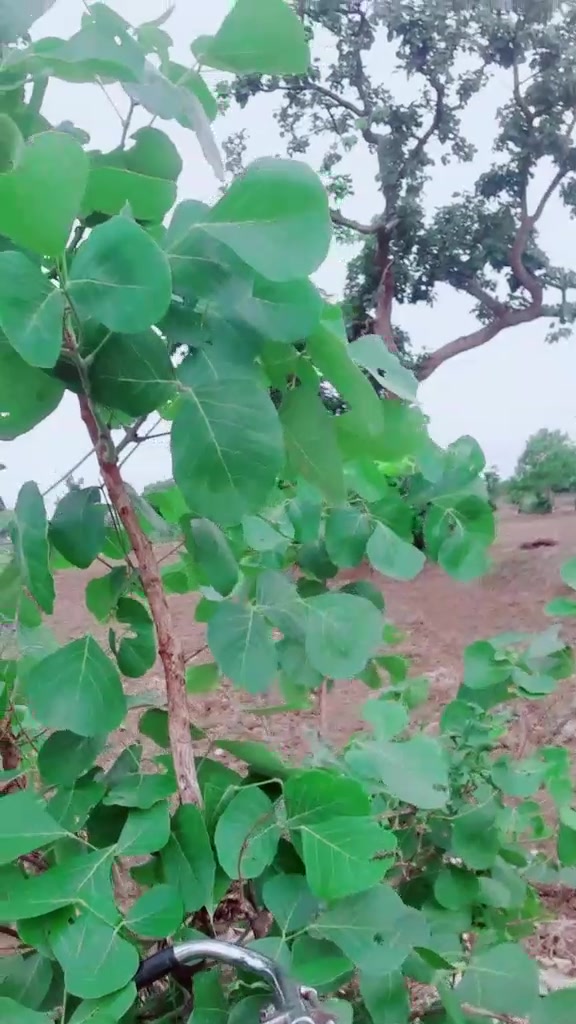 @ajaylahre7400