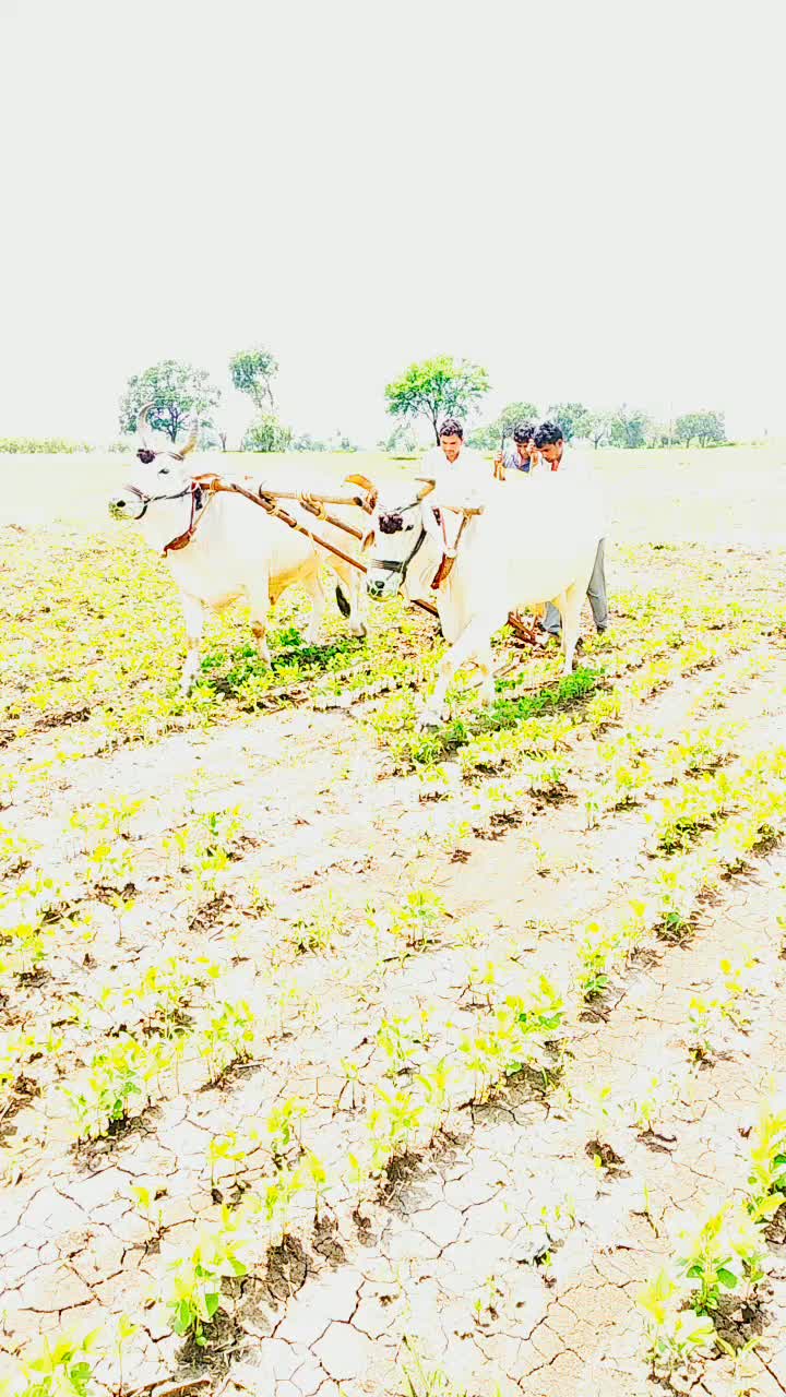@कुँ.संदीपसिंह राजपूत
