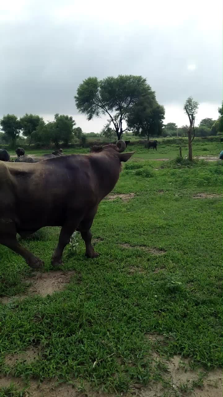 @HajiBhai malthari 🐴