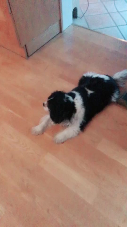 @Djur är bäst