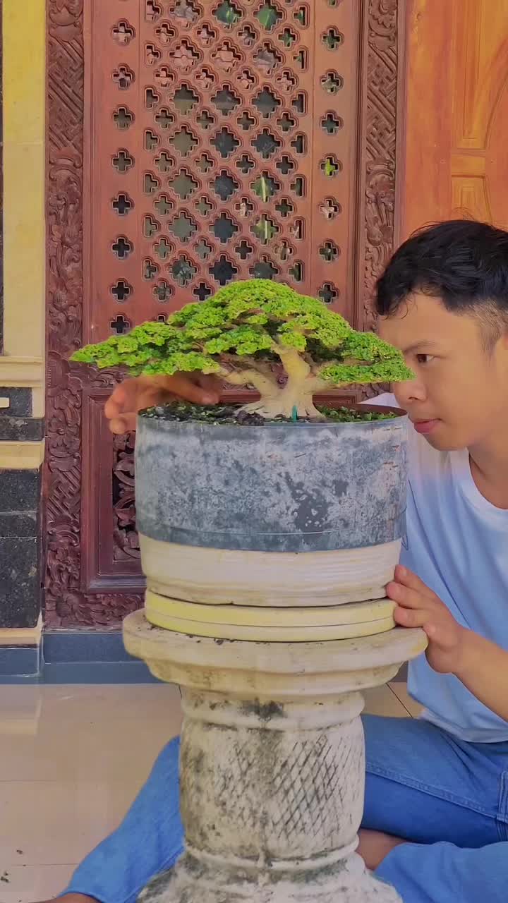 @“Cris Art Bonsai”