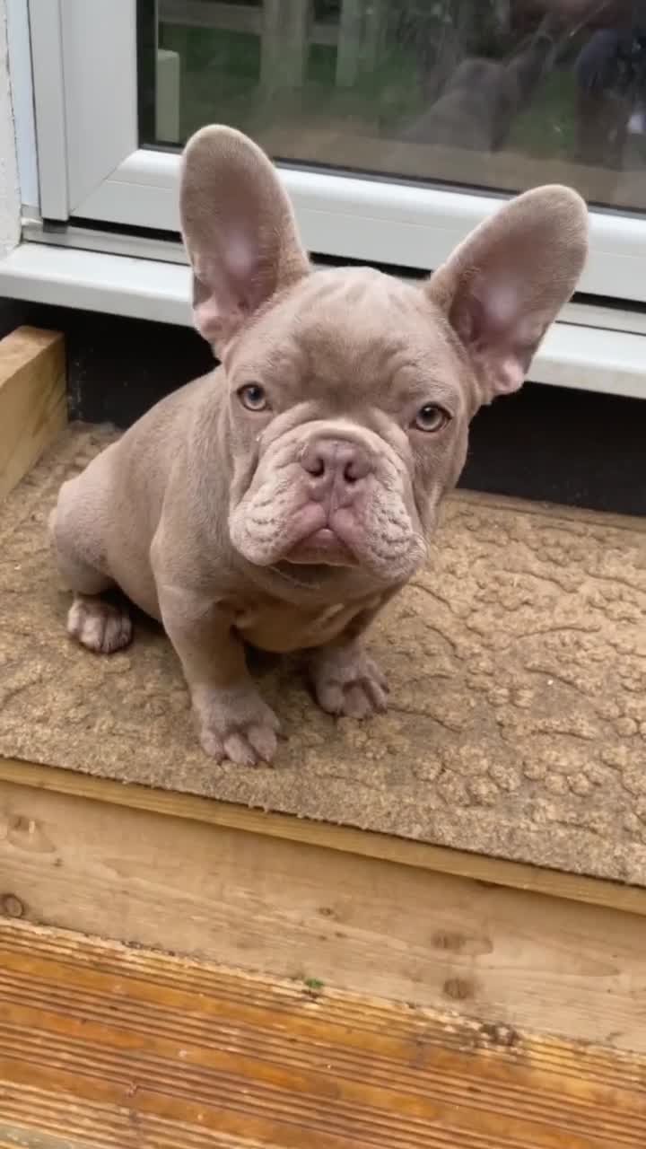 @rudzbulldogz