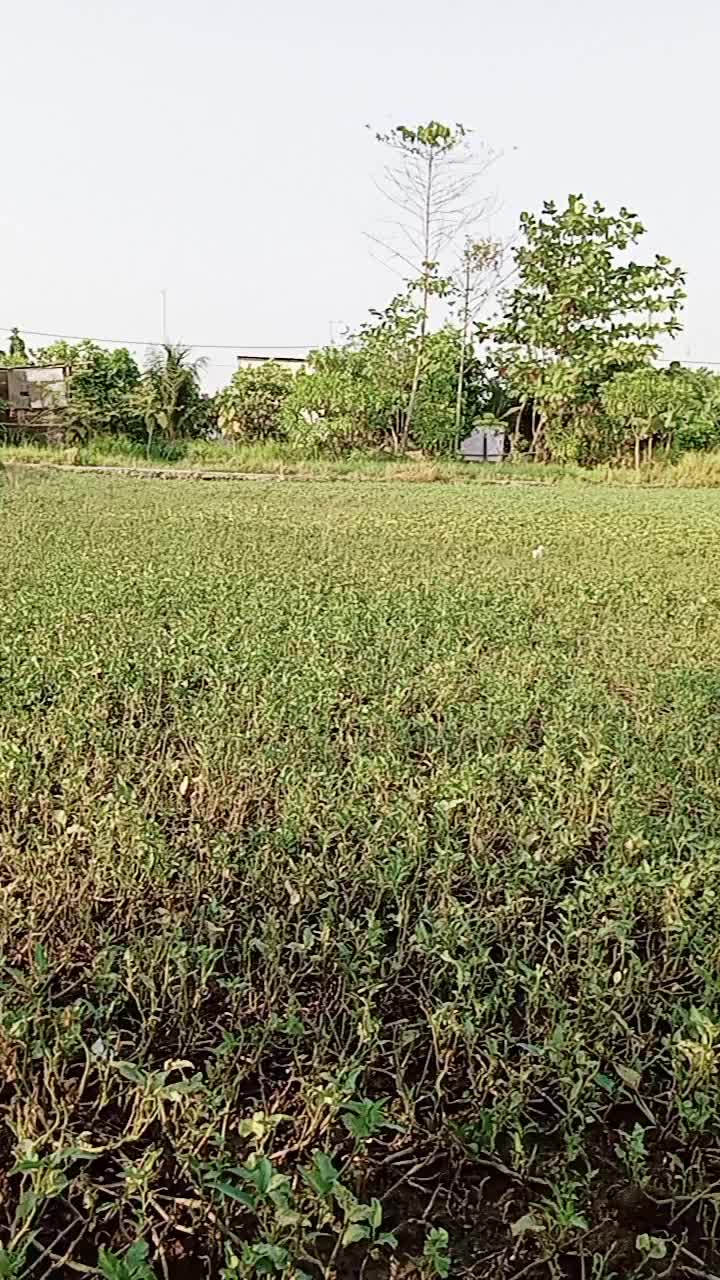 @badru salam