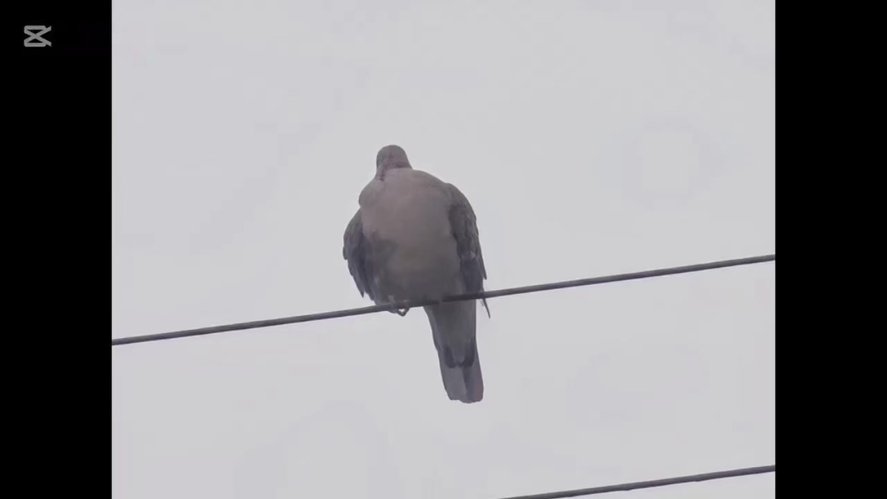 @自由人