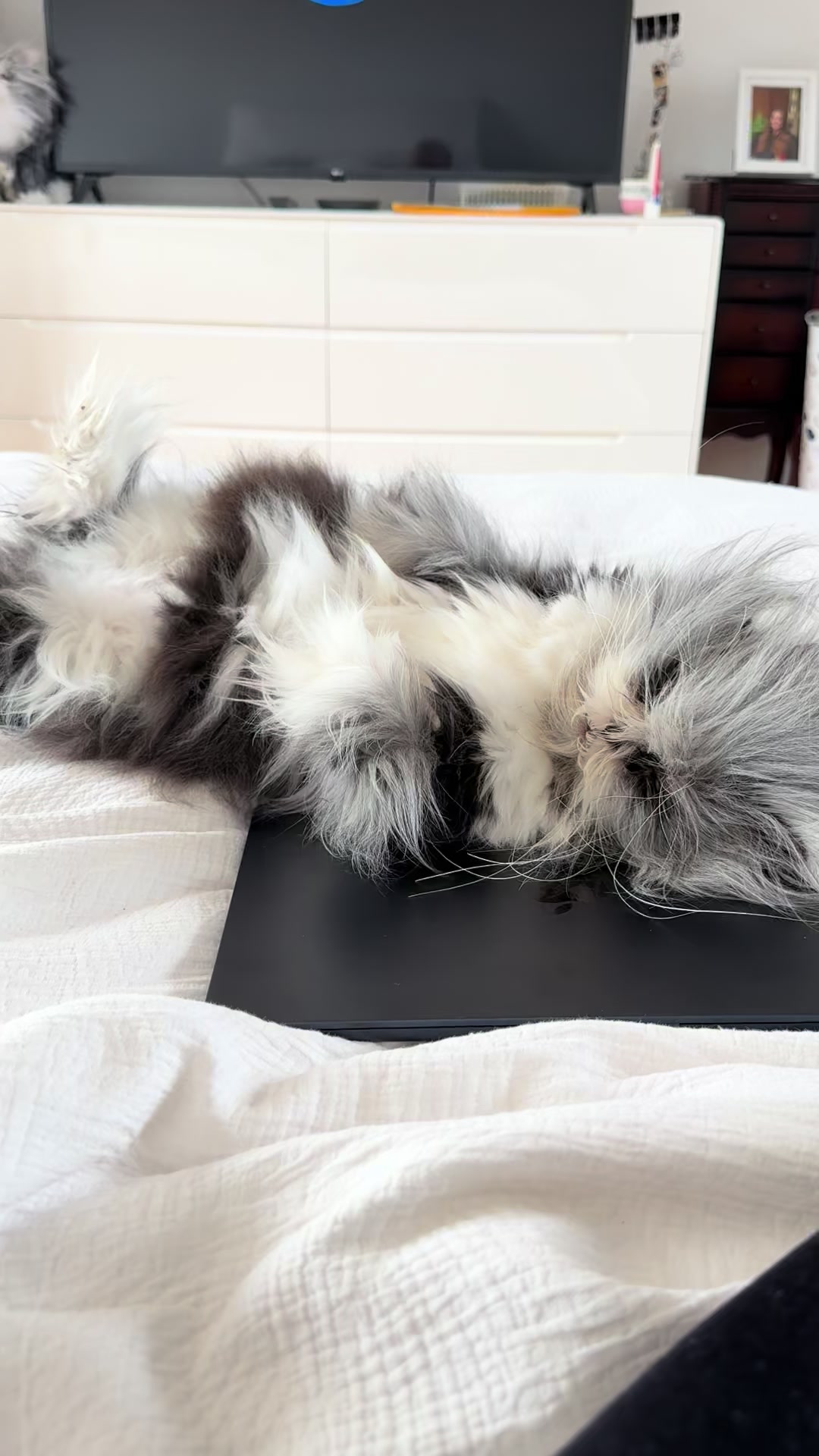 @atchoumthecat