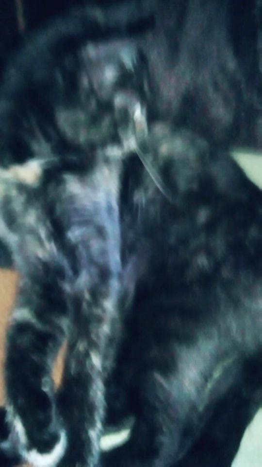 @Katze