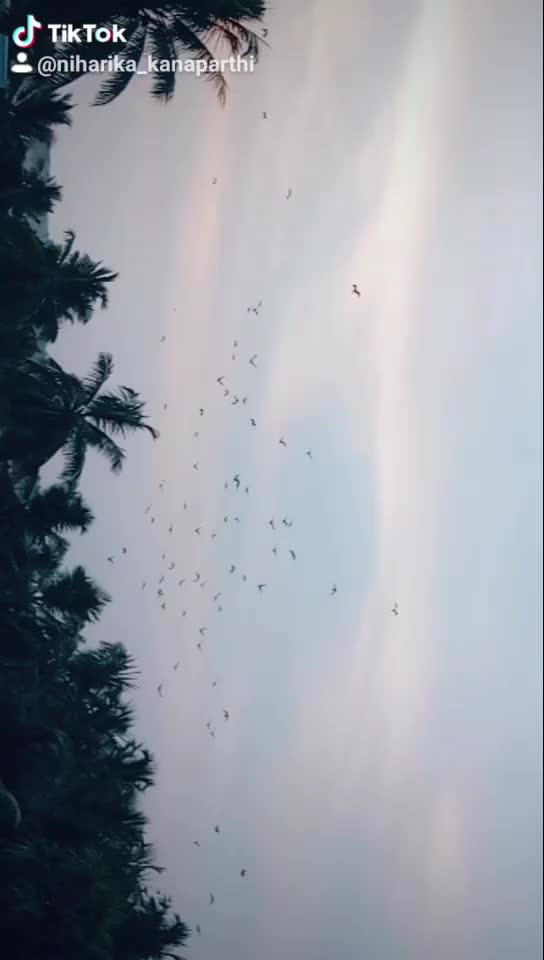 @Niharika_kanaparthi
