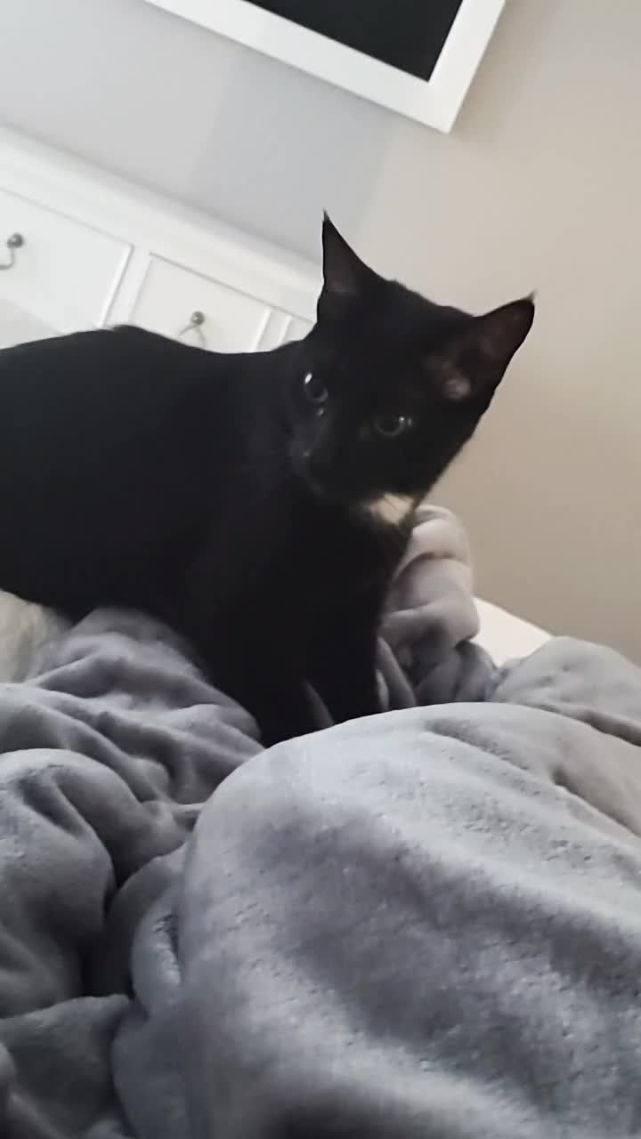 @Nekomaxychan