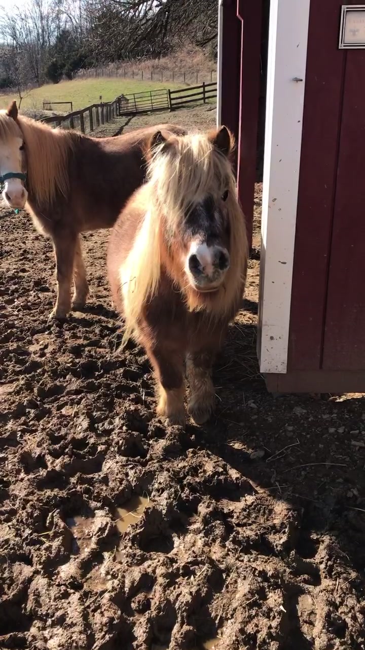@Equine.blessings
