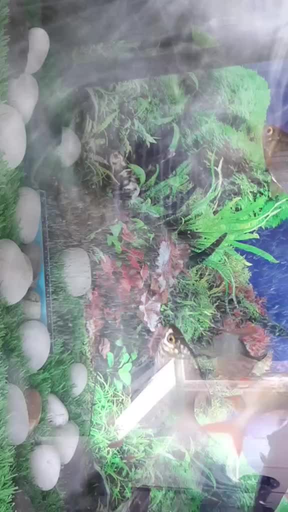 @manjurai