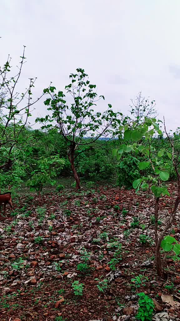 @राठोडाच्याशैलु