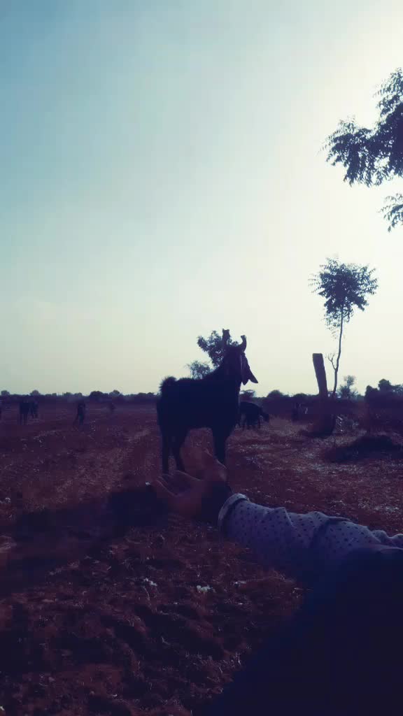 @પ્રભુભાઈ ભાડકા