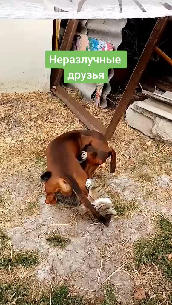 @НАТУЛИК 66